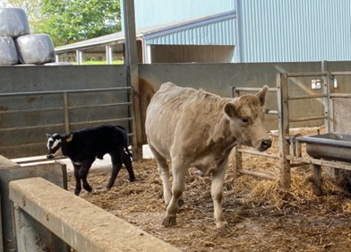 Calving cows, hidden dangers: Share your story, shape farm safety