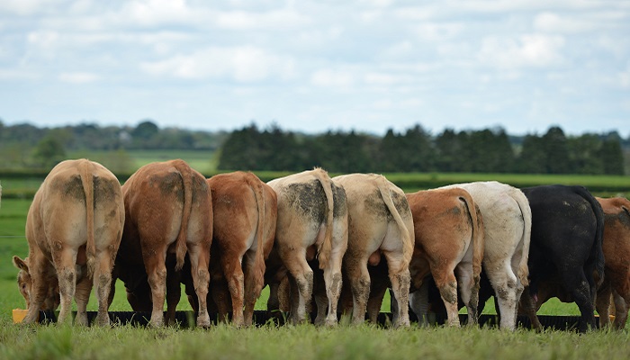 High-value weanlings out west