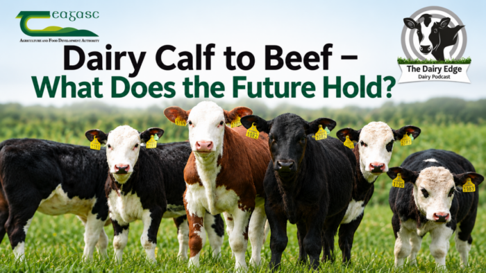 Cover image for Dairy Calf to Beef – What Does the Future Hold? article