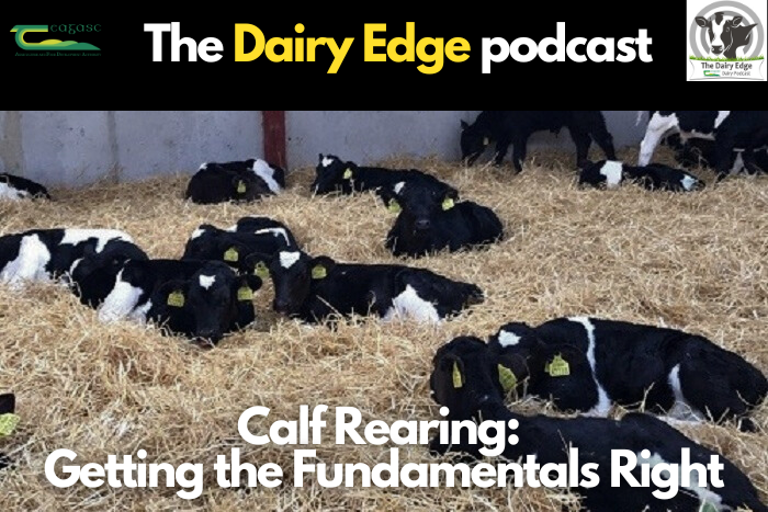 Calf Rearing: Getting the Fundamentals Right