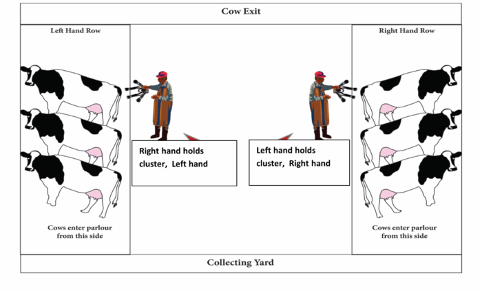 Right hand holds cluster, Left hand attaches teat cups. Left hand holds cluster, Right hand attaches teat cups.