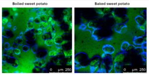 boiled and baked sweet potato under microscope
