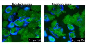 boiled and baked white potato under microscope
