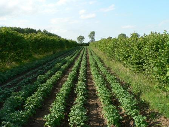 Silvoarable Agroforestry: New Pilot Scheme