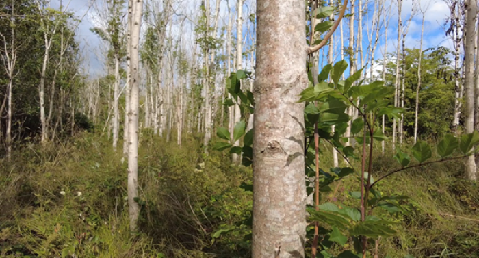 Ash trees with ash dieback