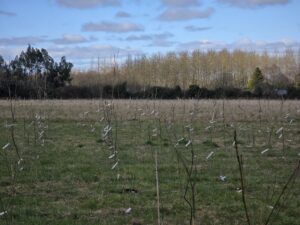 Ash clonal trial established in Co. Dublin in 2024