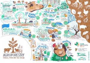 Hand‑drawn, colourful visual summary poster titled “AGROFORESTRY – Trees, Food and the Future,” showing cows, sheep, trees and roots, and key messages from the 2025 National Agroforestry Conference. A large tree with deep roots fills the right side, with small drawings of a pig, chicken, pumpkin, bat, fungi and leaves around it. Near the top right, blue text reads “The best time to plant a tree was 20 years ago, the second best time is now.” Other prominent phrases scattered across the illustration include “AGROFORESTRY is a win–win for farming and the environment,” “We know it works! We’ve got all the evidence,” “AGROFORESTRY is expanding across Europe,” “Integration,” “Creativity,” “Diversity on the farm,” “Forest gardens,” “Hazelnuts,” and “Poultry – Happy hens.” Small scenes show farmers, livestock, hazelnut bushes, bees, and training or research icons, with additional logos and text such as “Irish agroforestry forum,” “Teagasc – Agriculture and Food Development Authority,” and “AF4EU” along the bottom right.