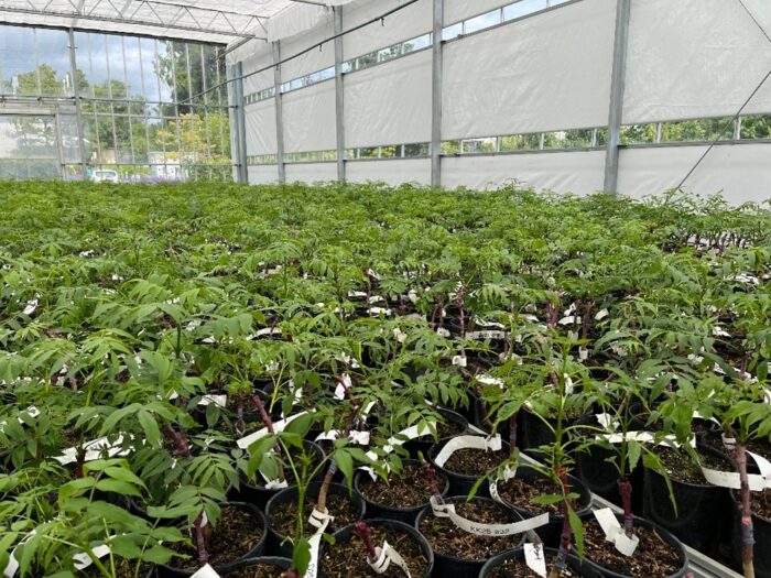 AshforFuture project – breeding common ash for dieback disease tolerance