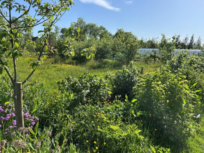 Cover image for Forest Gardens – working with nature article