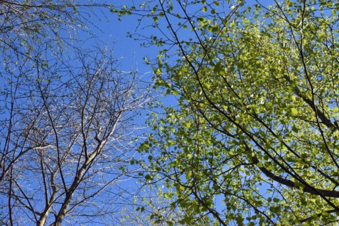 Preparing native broadleaf trees for Ireland’s future forests