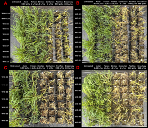 Overhead view of test pots showing symptoms of resistant wild oat populations