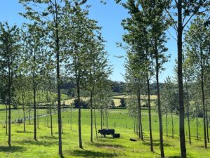 Pruned high quality cherry trees in a silvopasture system with cattle.