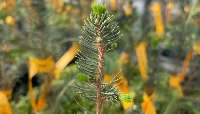 Impact of reduced chilling on Sitka spruce seedlings dormancy