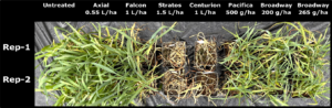 Symptoms of resistant wild oat population WO-38