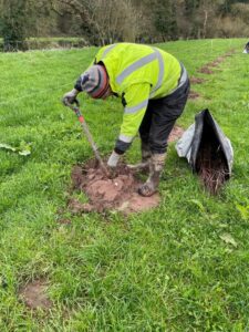 person planting a tree