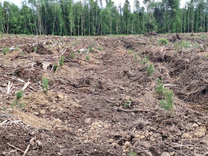 Reforestation following harvest