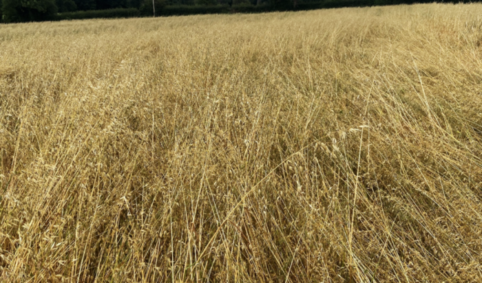 2025 wild oat testing reveals new resistance types and concerning levels