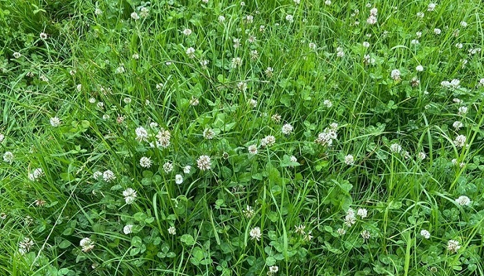 Irish farmers make the move to clover