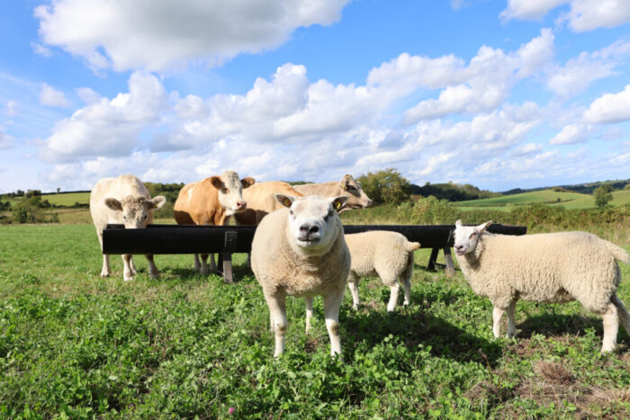 Major Autumn Roadshow to grow Ireland’s Organic Livestock Sector