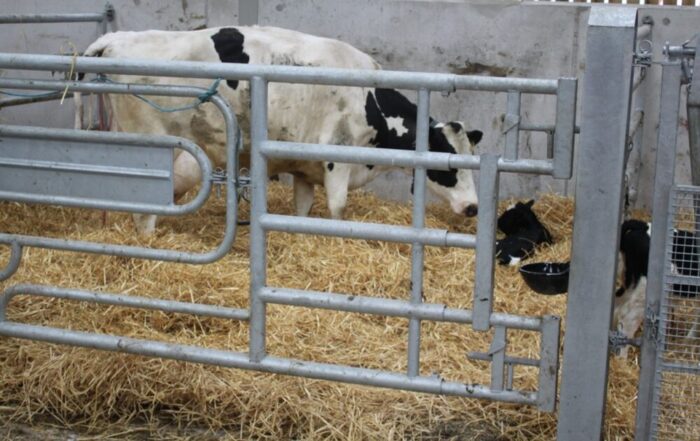 When a quiet cow can turn aggressive – protecting yourself at calving