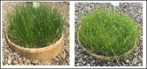 Grass showing S sufficiency on left growing well and S deficiency on right not growing as well