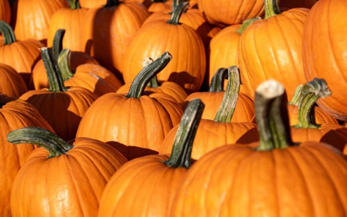 Exploring Ireland’s Halloween nature traditions
