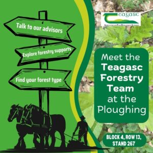 meet the teagasc forstry team at the ploughing championships, talk to advisors, explore forestry supports, find your forest type