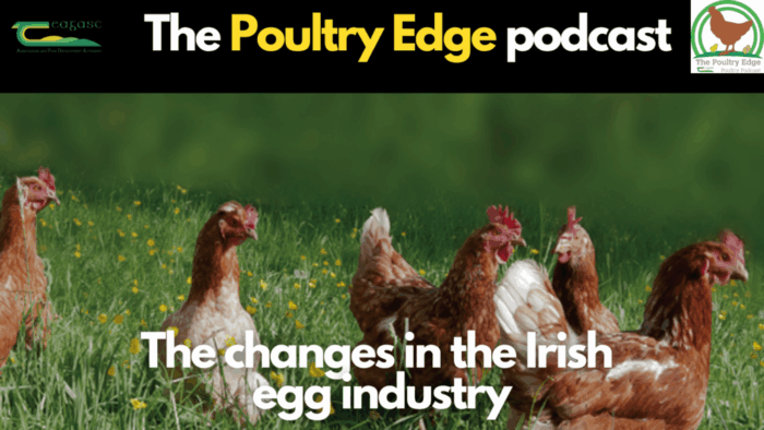 The changes in the Irish egg industry