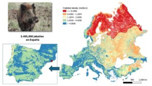 Map of Europe shows wild boar density, with red indicating high density in the northeast. Spain has 2.4 million wild boars. wild boar image.