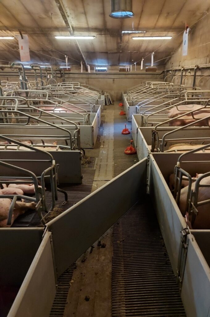 Commingling pen set up for piglets in pig fam with pen barriers open so piglets can mingle in corridor