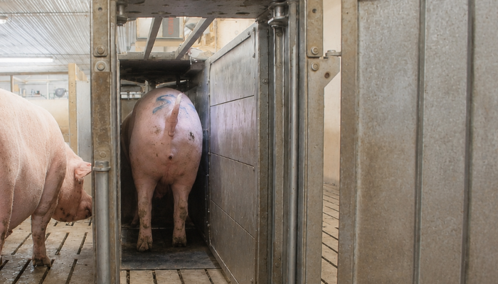 Cover image for The advantages of electronic sow feeding article