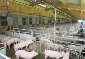 pig housing in austria