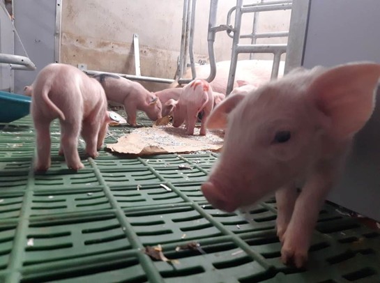 New farrowing facilities in Moorepark