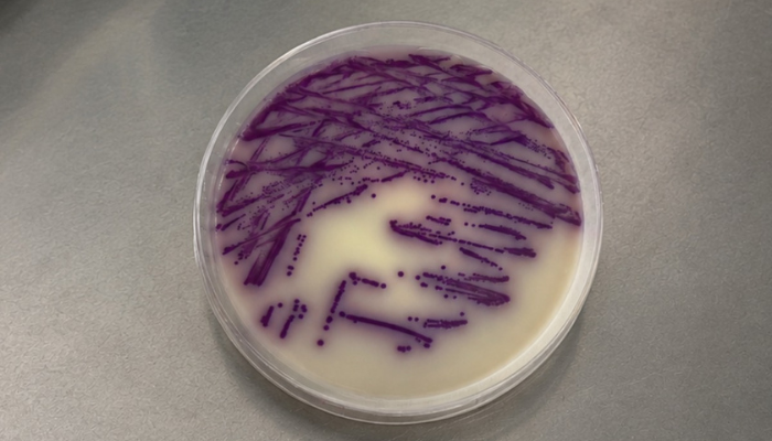 Managing Salmonella in Irish Pig Production