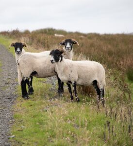 Blackface X Swaledale replacement sheep at CAFREs Hill Farm Glenwherry