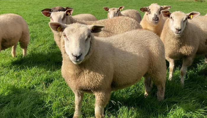 A productive year on the Keane family farm