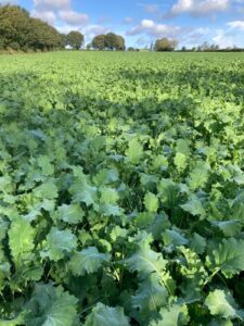 Brian Keane Forage Rape