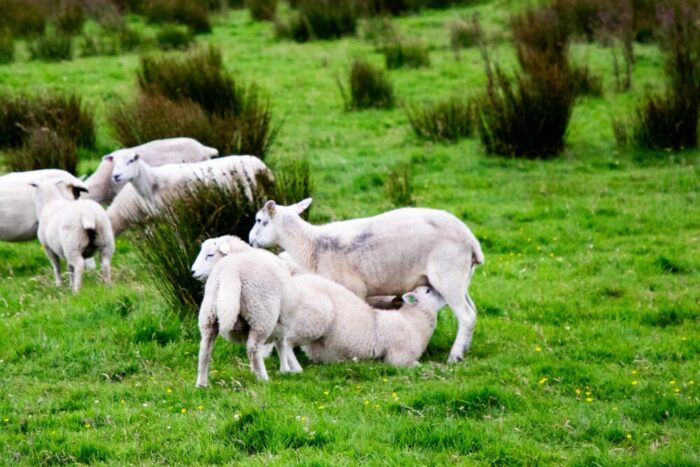 Cover image for Managing liver fluke in sheep article