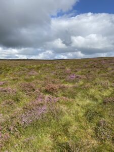 Heather moorland on Creeve Hill grazed by the ewes at CAFREs Hill Farm Glenwherry