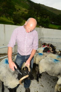 Martin Joe Kerrigan with his hill flock