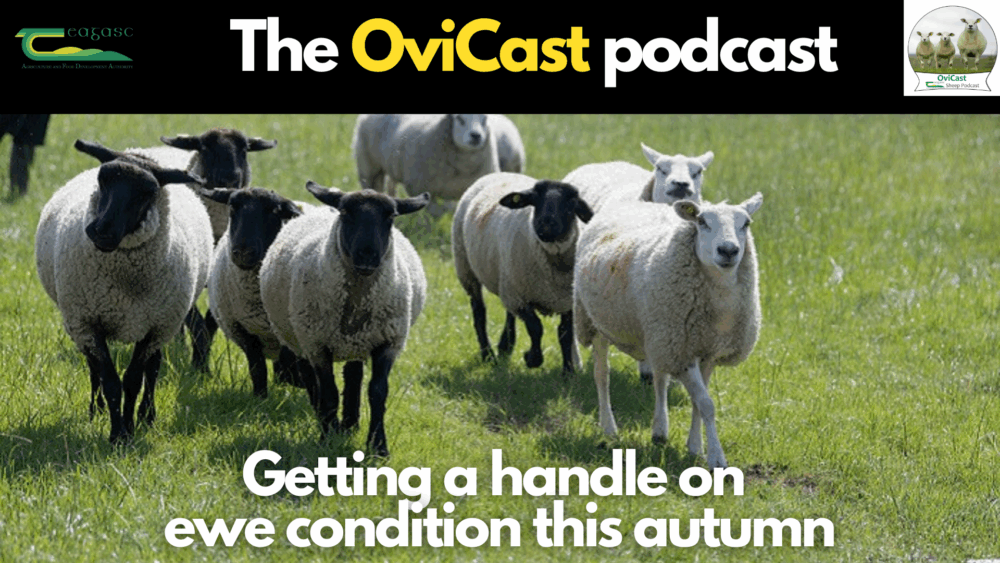 Getting a handle on ewe condition this autumn