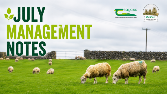 Cover image for OviCast – July Management Notes article