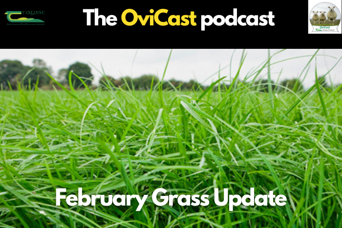 Ovicast: February Grass Update