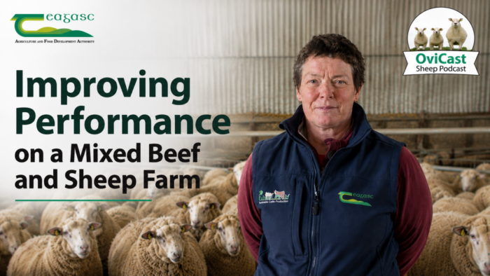 Cover image for Improving Performance on a Mixed Beef and Sheep Farm article