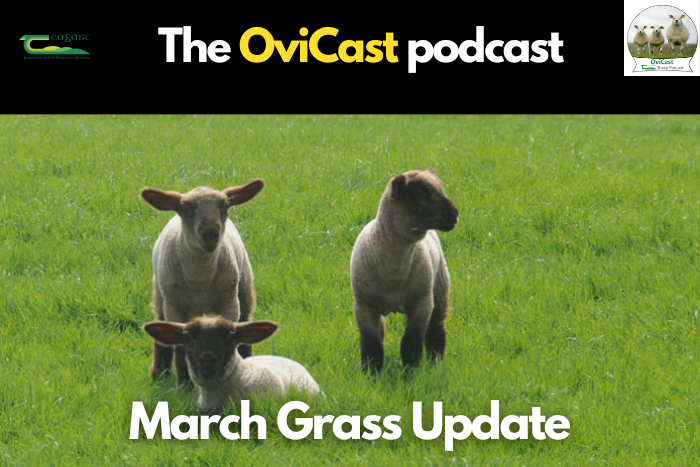 Ovicast – March Grass Update