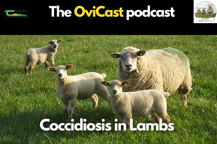 OviCast – Coccidiosis in Lambs