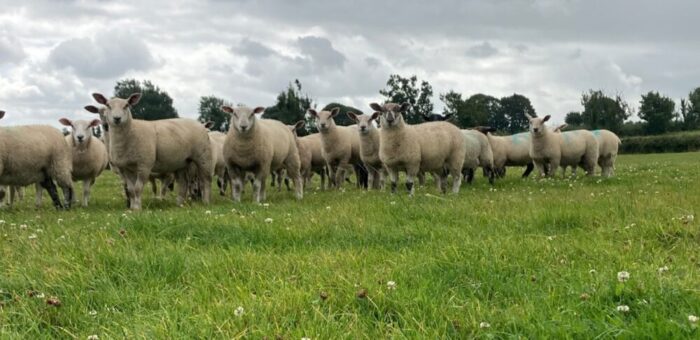 Store lambs – budget before you buy