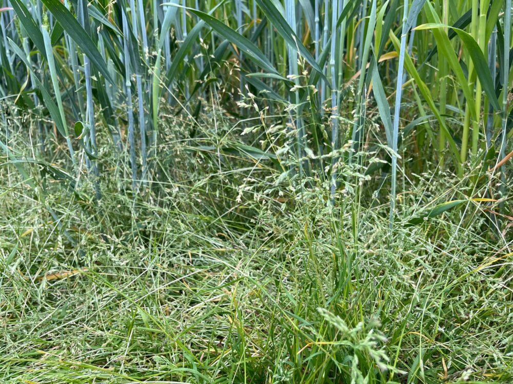 Annual and rough-stalk meadow grass: the problem and the solution