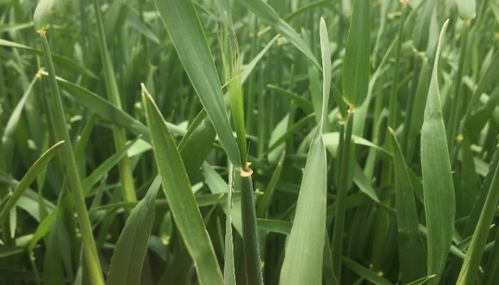Final fungicide on spring barley