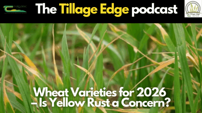 Choosing Wheat Varieties for 2026 – Is Yellow Rust a Concern?